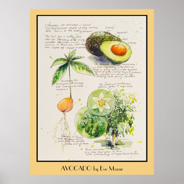 POSTER de ilustração botânica do Avocado Pintado p (Frente)