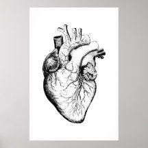 Poster de Ilustração de Anatomia do Coração