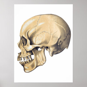 Poster de Ilustração de Anatomia do Crânio de V