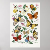 Poster de Ilustração de Borboleta