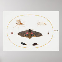 Poster de Ilustração de Borboleta