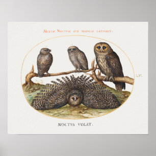 Poster de Ilustração de Coruja Vintage