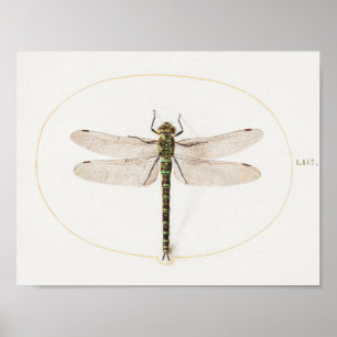 Poster de Ilustração de Dragonfly