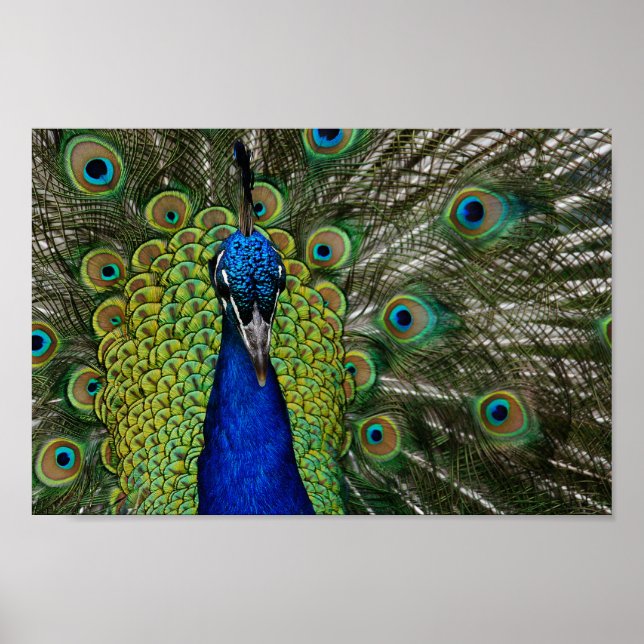 Poster de Ilustração de Peacock Vintage (Frente)