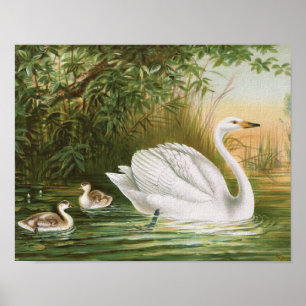 Poster De "ilustração do pássaro do vintage da cisne