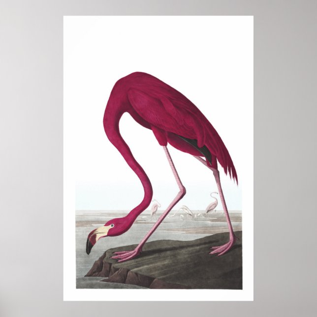 Poster de Ilustração Flamingo Americana (Frente)