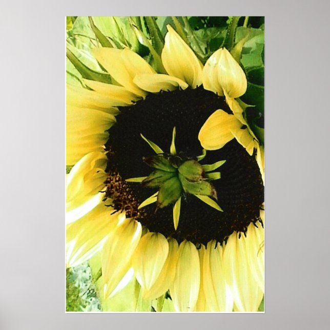 Poster de Imagem de Girassol (Frente)