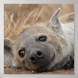 Poster de Imagem de Hyena
