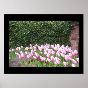 Poster de Imagem de Tulipas de Jardim