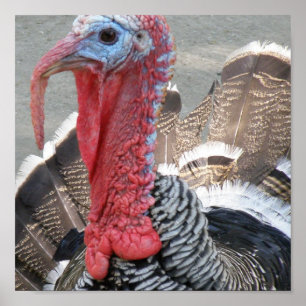 Poster de Imagem de Turquia Selvagem