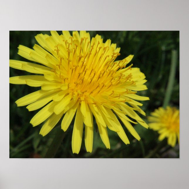 Poster de Imagem Macro Dandelion (Frente)