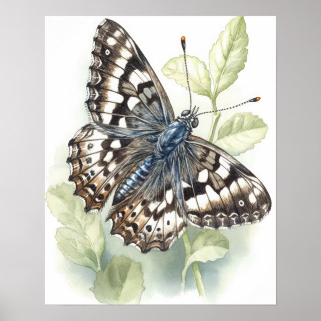 Poster de Impressão de Arte com Borboleta Verifica (Frente)