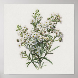 Poster de Impressão de Arte com Flor de Alyssum Br