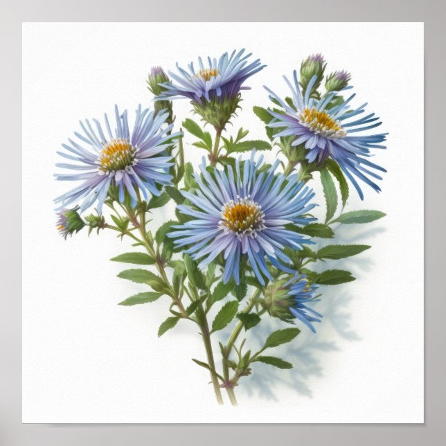 Pôster de Impressão de Arte de Flor de Áster Azul (Frente)