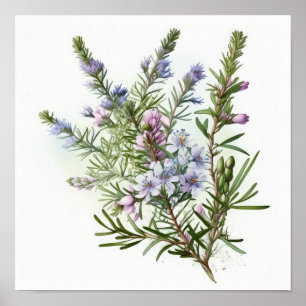 Pôster de Impressão de Arte de Flores de Alecrim A