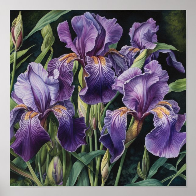 Pôster de Impressão de Arte de Flores de Íris Roxa (Frente)