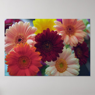 Poster de Impressão de Arte de Gerbera Daisy