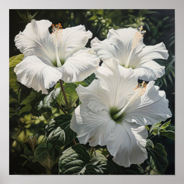 Poster de Impressão de Flor Branco Hibiscus (Frente)
