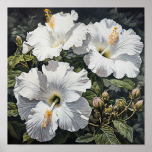 Poster de Impressão de Flor Branco Hibiscus
