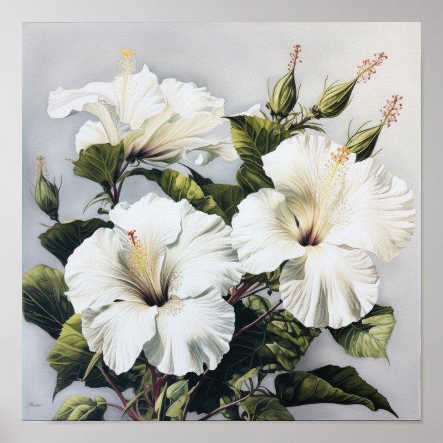 Poster de Impressão de Flor Branco Hibiscus (Frente)