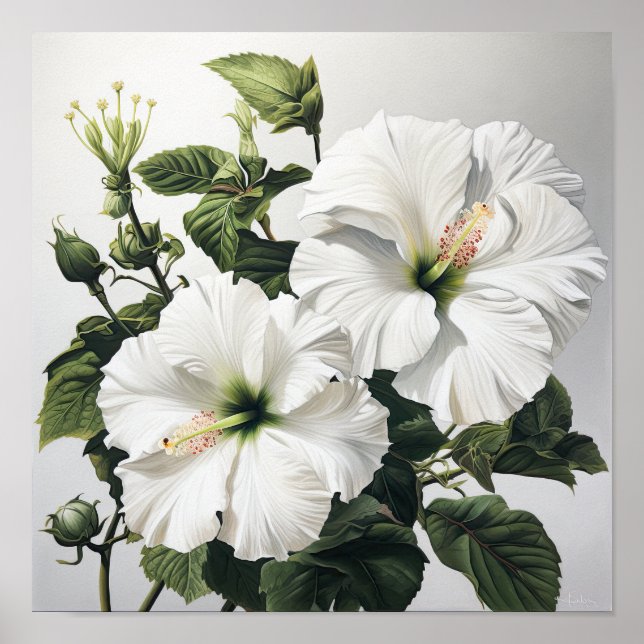 Poster de Impressão de Flor Branco Hibiscus (Frente)