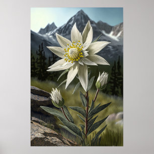 Poster de Impressão de Flor Edelweiss Branco