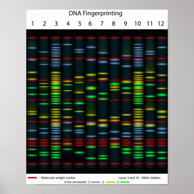 POSTER de impressões digitais de DNA (Frente)