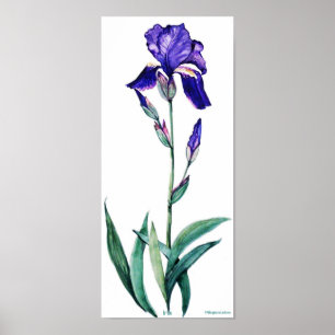 Poster de Iris Elegante PMACarlson