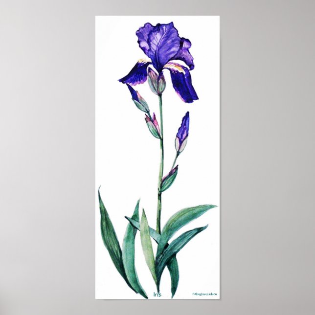 Poster de Iris Elegante PMACarlson (Frente)