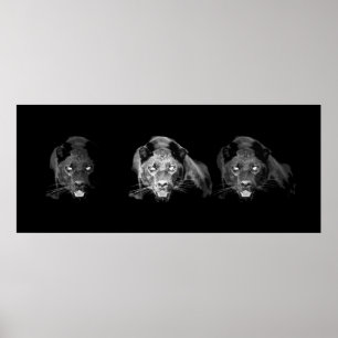 Poster de Jaguar Preto e Branco
