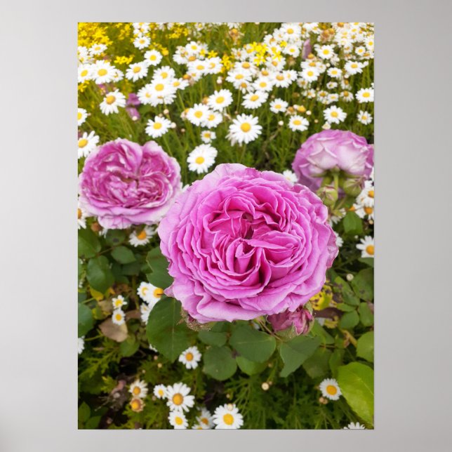 Poster de Jardim Flor Rosa Rosa Bonita (Frente)