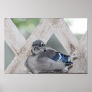 Poster de Jay Azul