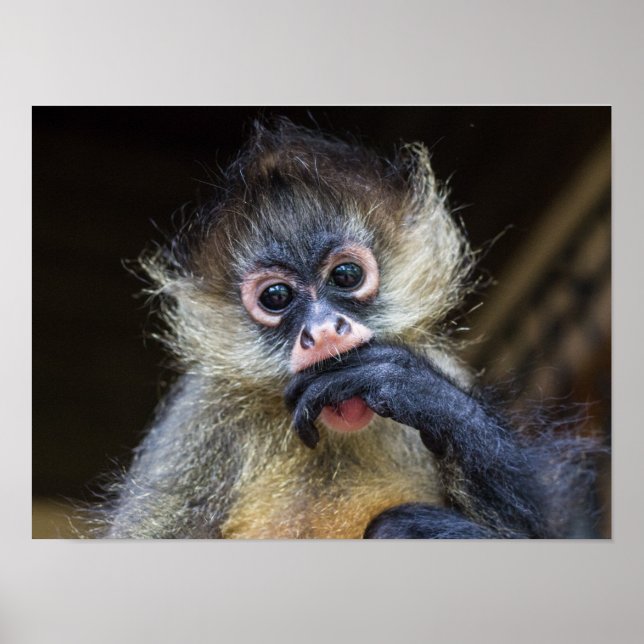 Poster de Jazz (Frente)