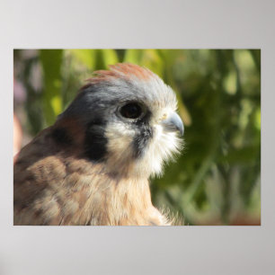 Poster de Kestrel