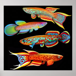 Poster de Killifish Colorido