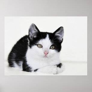 Poster de Kitten Preto e Branco