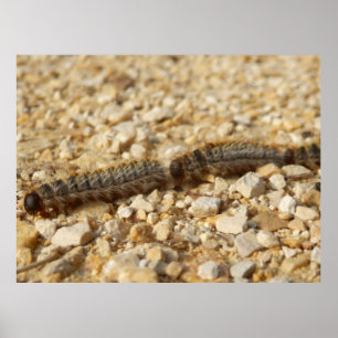 Poster de lagartas de caterária