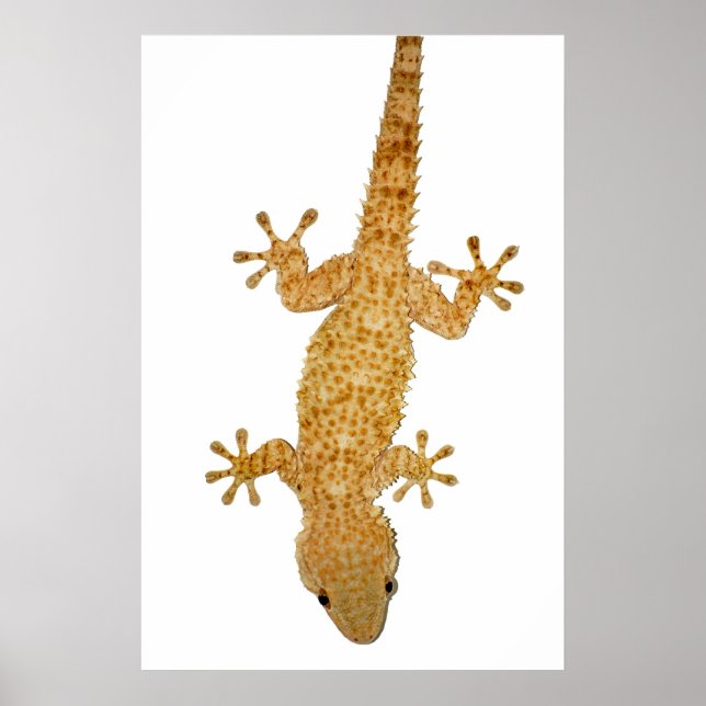 poster de lagarto-gecko (Frente)