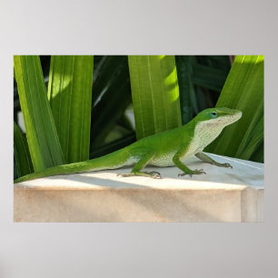 Poster de lagarto verde