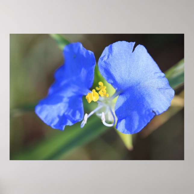 Poster de Lágrimas de Viúvas (Frente)