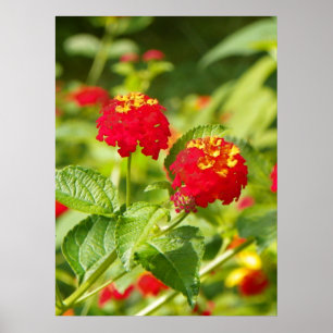 POSTER DE LANTANA VERMELHA