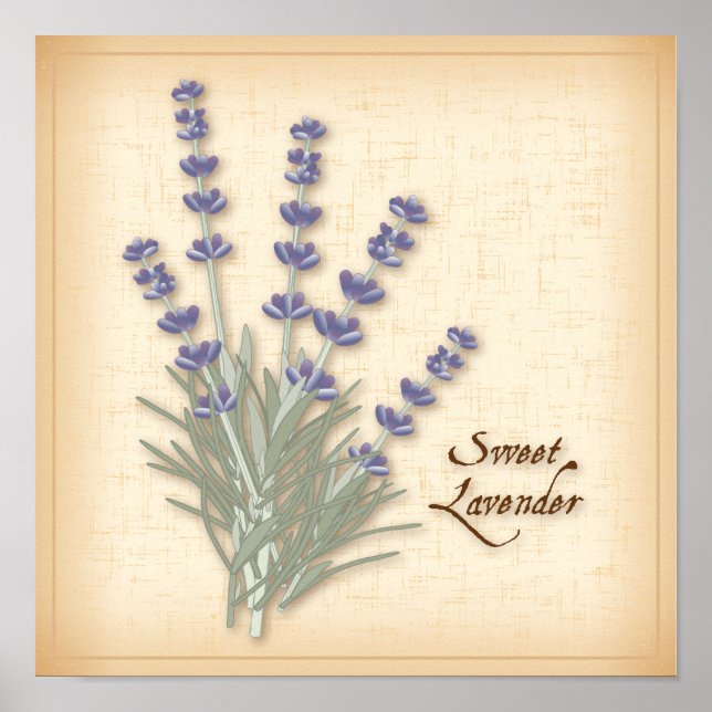 Poster de Lavanda doce (Frente)