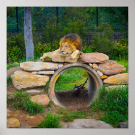 Poster de leão