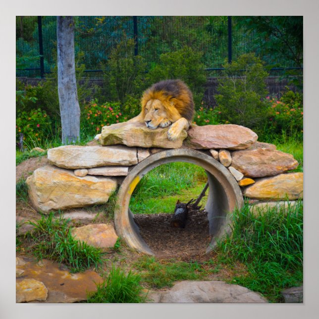 Poster de leão (Frente)