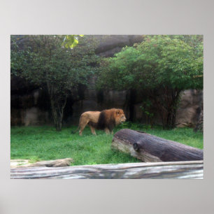 Poster de leão