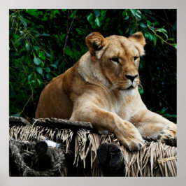 Poster de leão