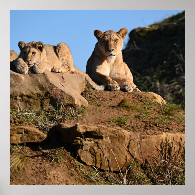 Poster de leão (Frente)