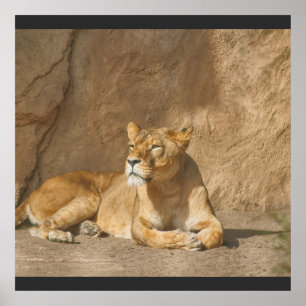 Poster de leão