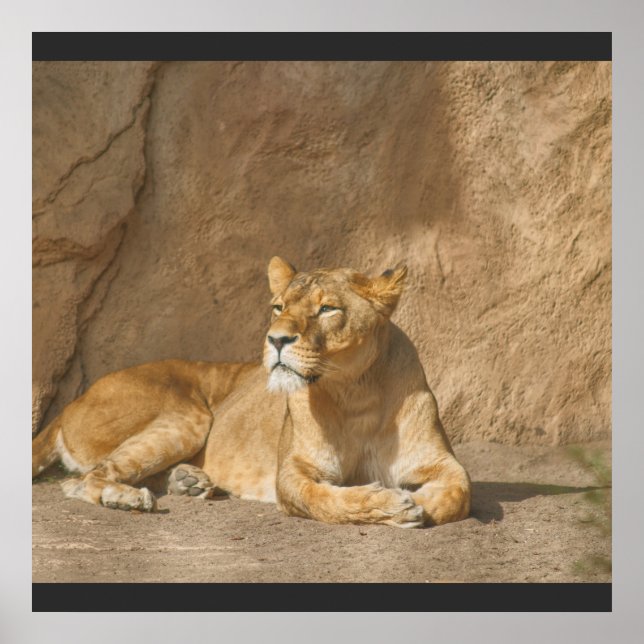 Poster de leão (Frente)