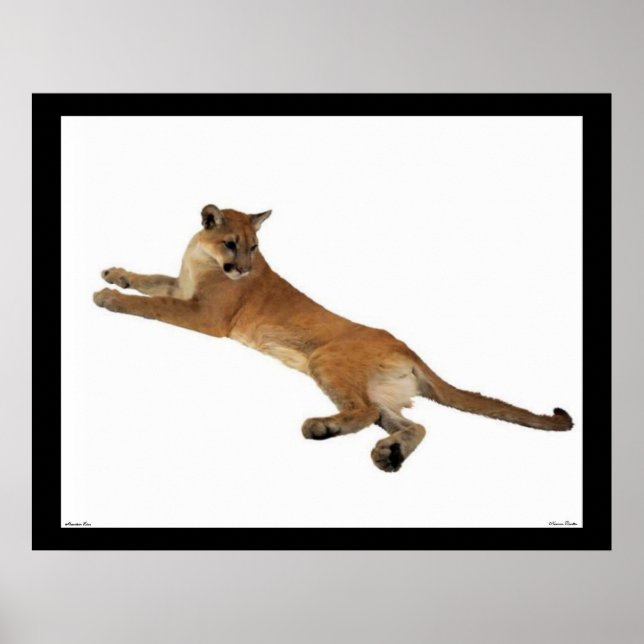 Poster de Leão de Montanha (Frente)